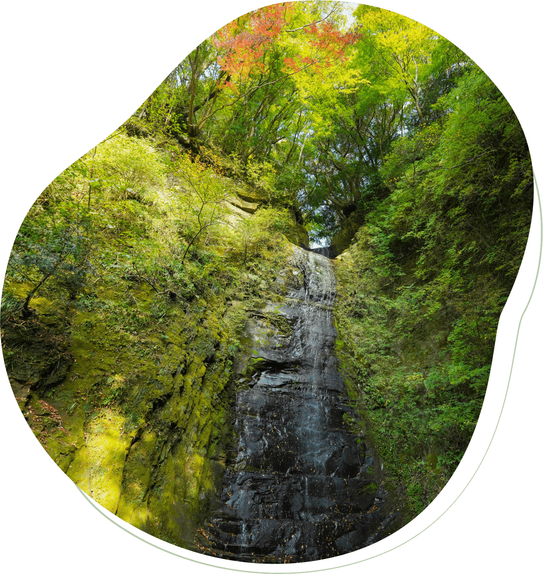 新緑と紅葉に囲まれた岩肌を流れ落ちる滝