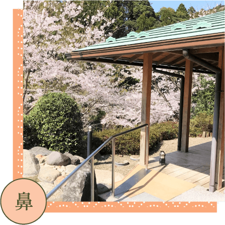 桜が咲く庭園と屋根付きの回廊