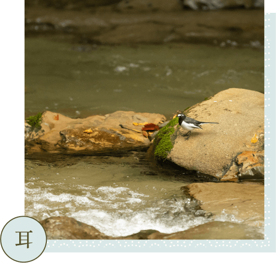 川辺の岩の上で羽を休める野鳥